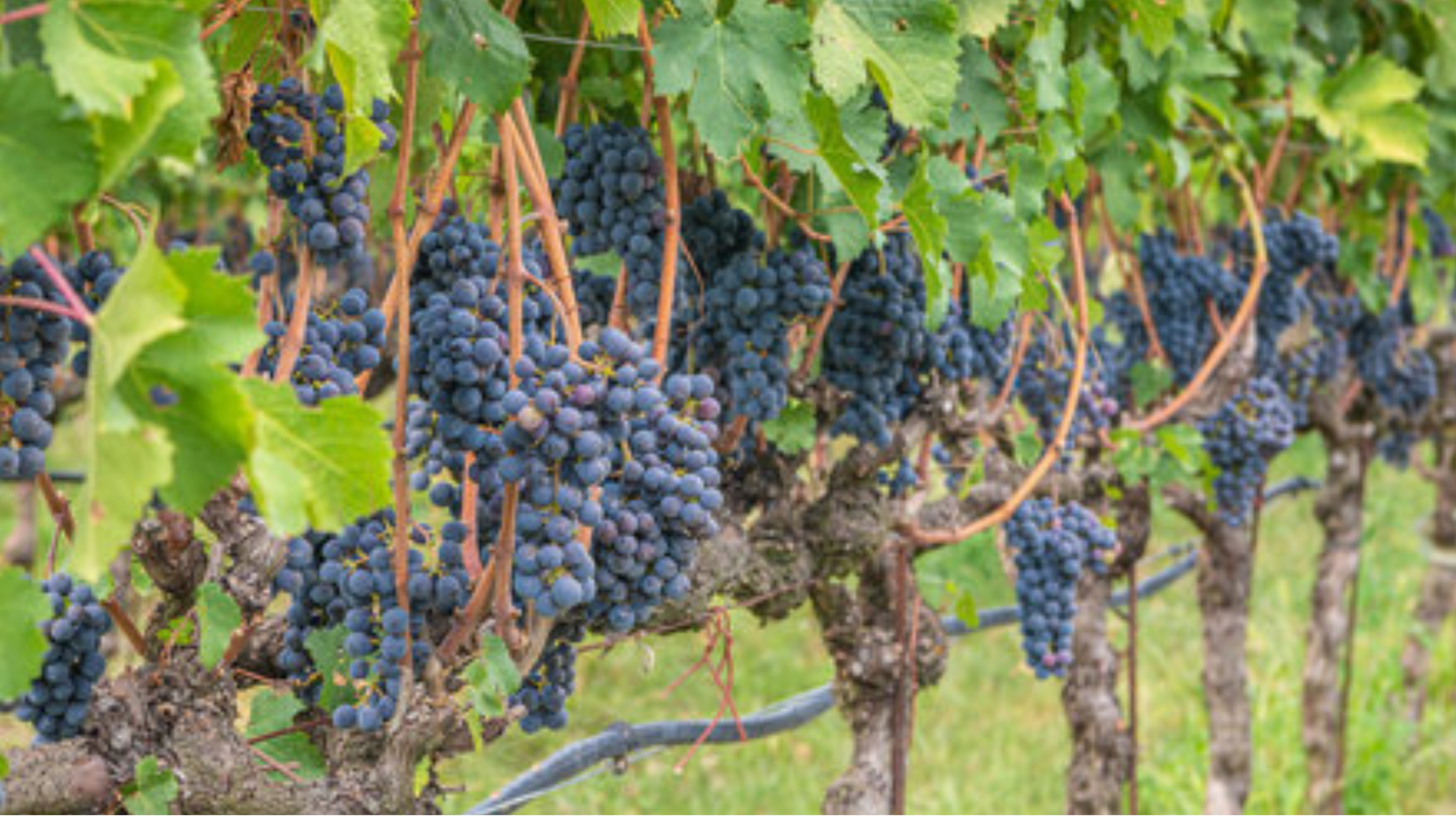 Exploring Grape Vine Training Methods - green garden
