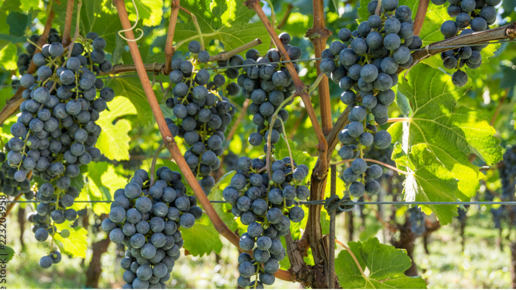 Exploring Grape Vine Training Methods - green garden