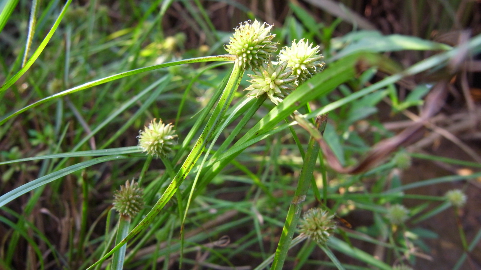 Kyllinga Brevifolia: Harnessing the Hidden Benefits of This Resilient ...