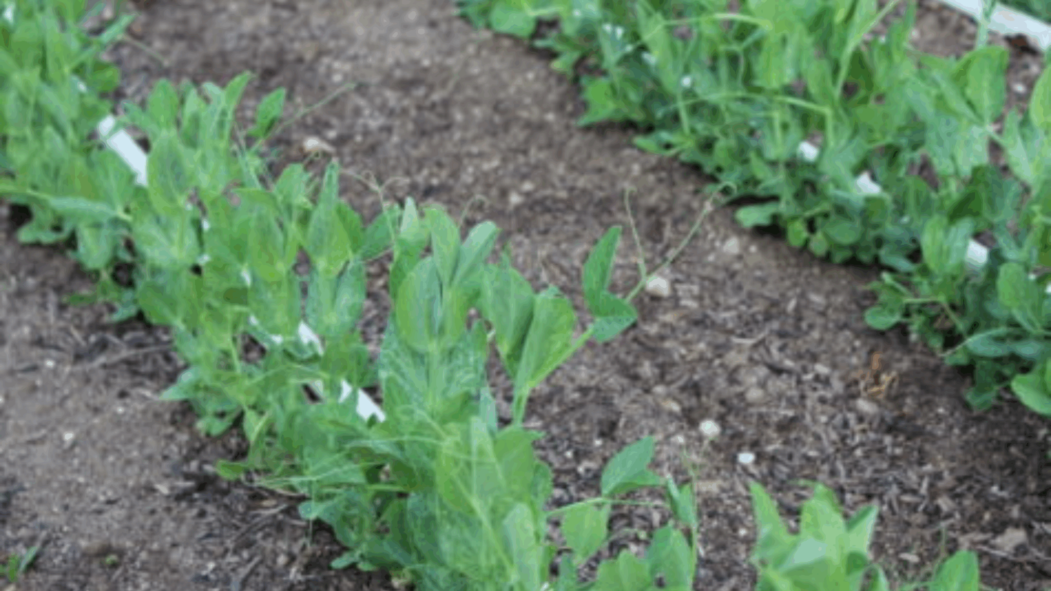 April Planting Guide - Zones 5 & 6 - green garden