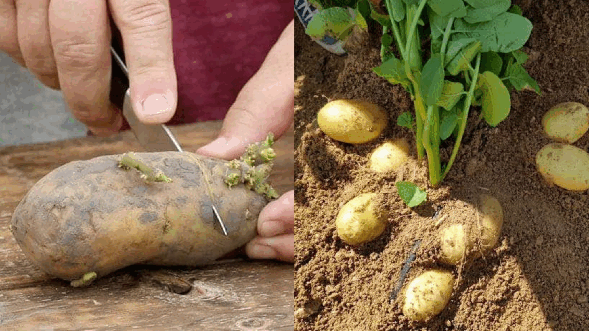 A Complete Guide to Cutting and Planting Potatoes for a Bigger