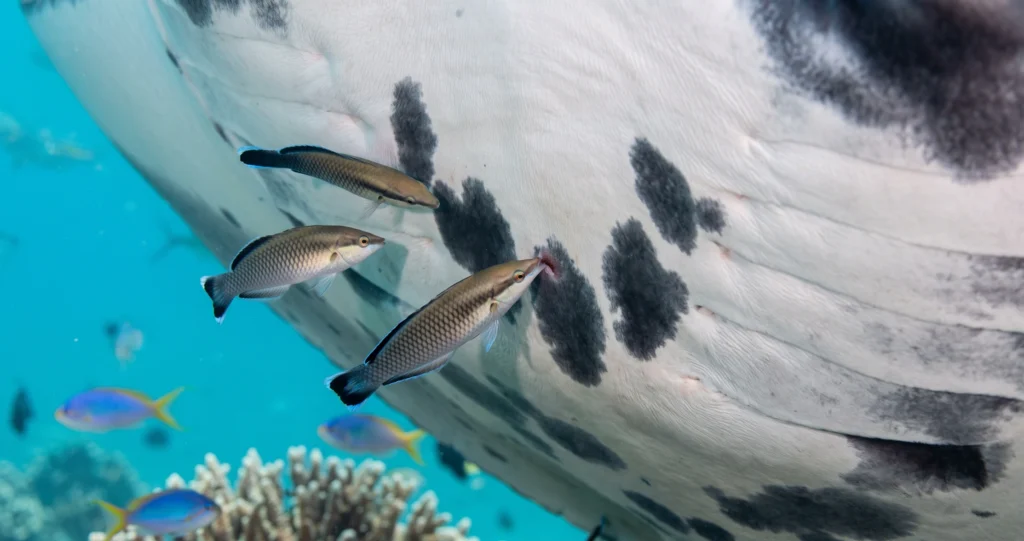 "manta ray cleaning station where cleaner wrasse remove parasites from a reef manta ray"