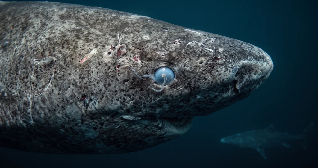 swimming through cold Arctic water. Alt text: "Greenland shark lifespan and extreme longevity in cold Arctic waters.
