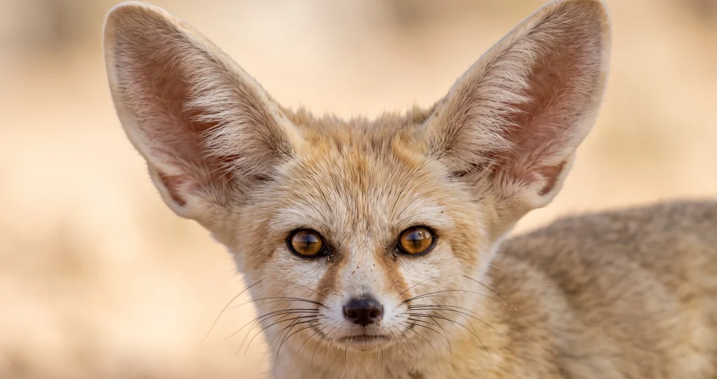 “fennec fox ears showing their unusually large surface area in a desert environment”