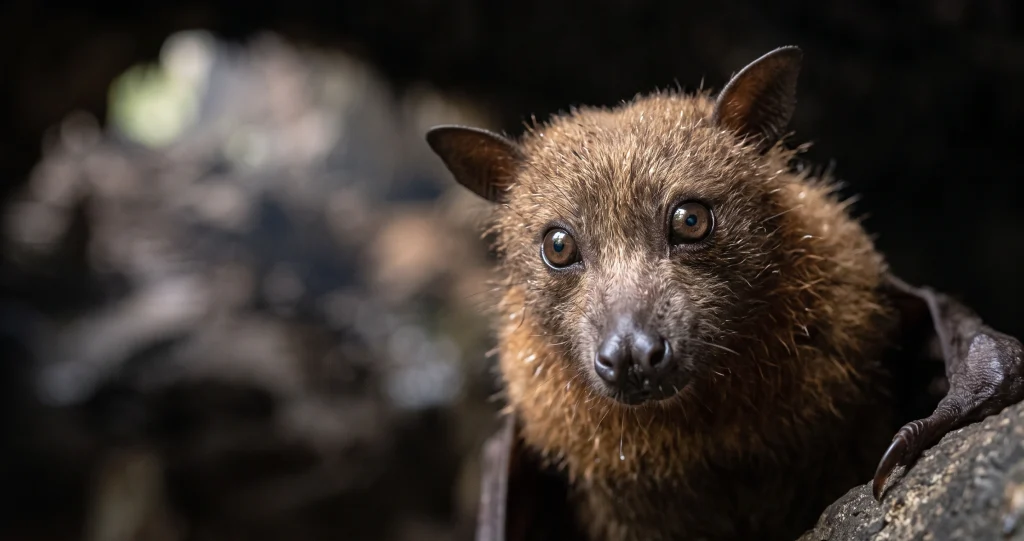 “bat longevity cancer resistance research examining long-lived Myotis bats and their cellular defenses”]