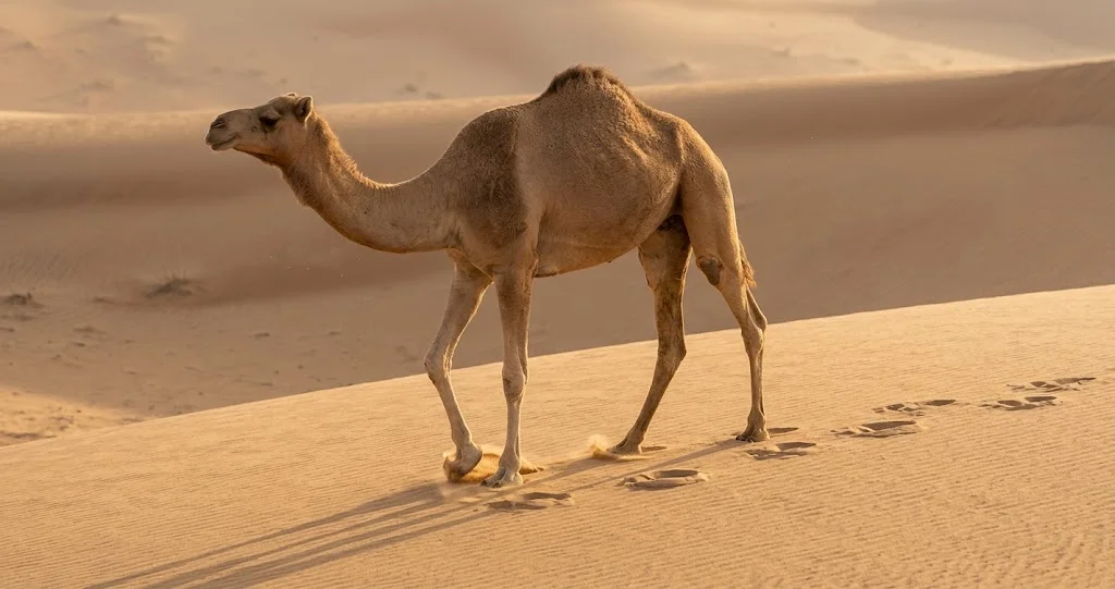 Dromedary camel walking across soft desert sand using broad, cushioned two-toed feet.