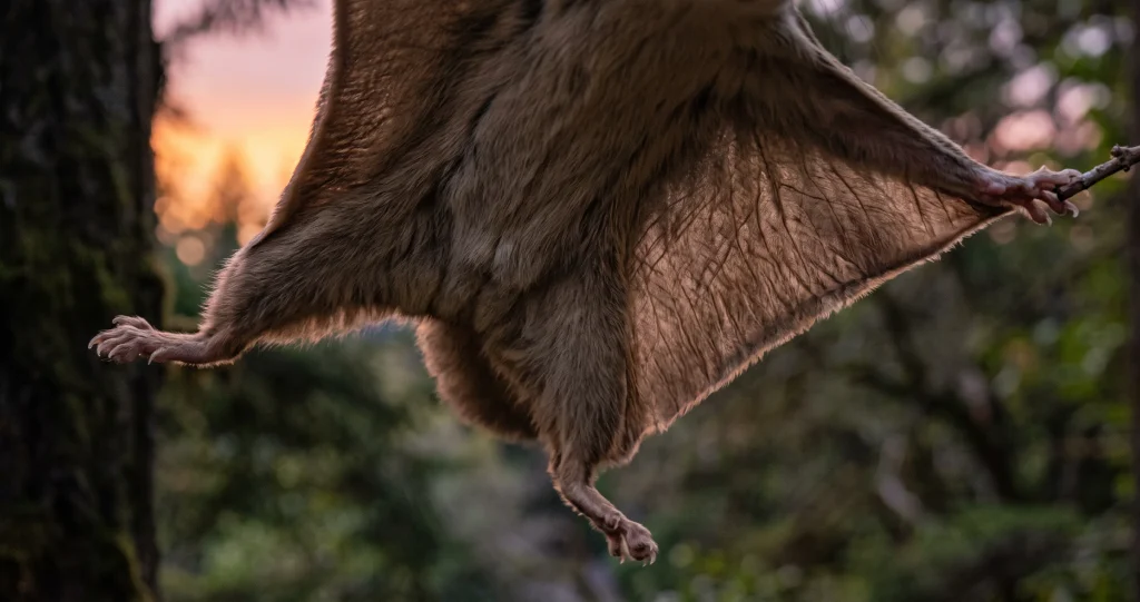Flying squirrel gliding membrane stretched between the front and hind limbs during a nighttime glide.