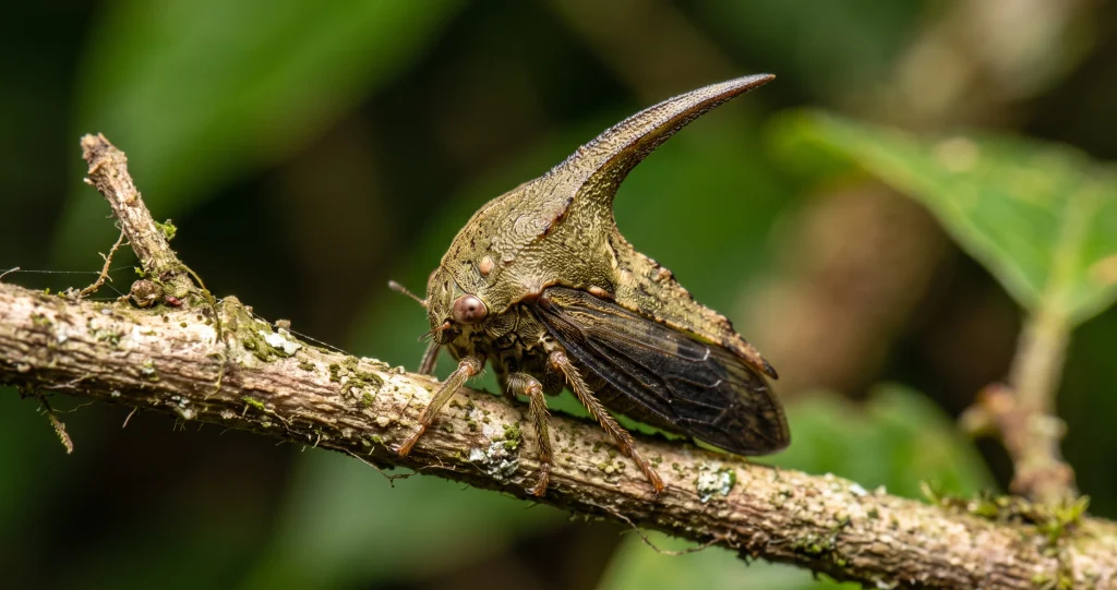 Thorn-like treehopper resting on a woody branch, showing its enlarged pronotum, folded wings, compound eyes, and six legs.