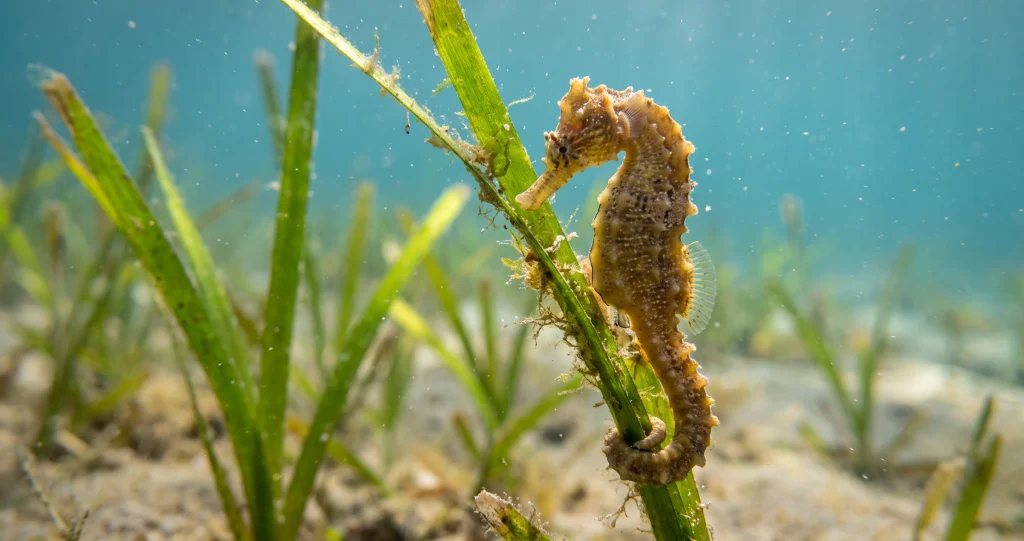 Seahorse anatomy illustration showing independently moving eyes, bony plates, tiny dorsal fin, tubular snout, and gripping tail.